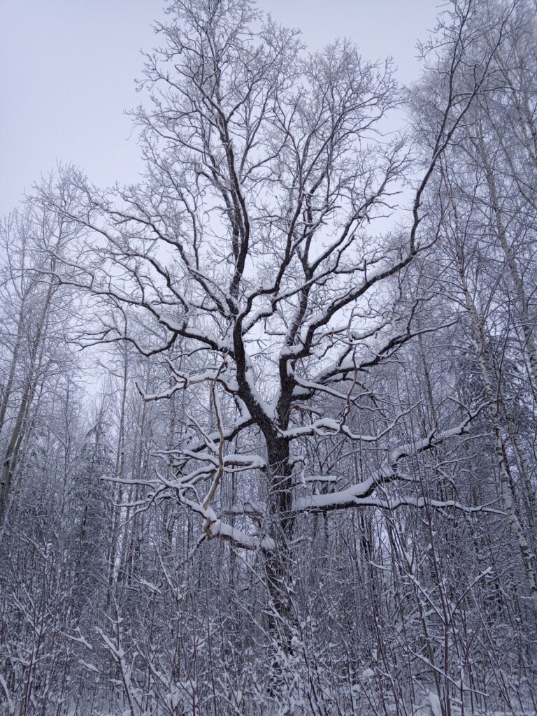 lumega kaetud tammepuu