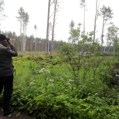 Kogenud metsaekspert Vello Keppart inventeerimas 7. juulil 2018 6 ha suurust lageraielanki Auga puhkemetsas, väärtuslikul maastikul, riikliku tähtsusega rohekoridoris. Foto: Olga Orlova.