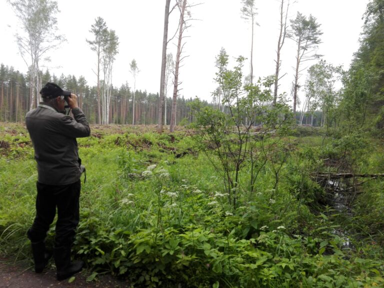 Kogenud metsaekspert Vello Keppart inventeerimas 7. juulil 2018 6 ha suurust lageraielanki Auga puhkemetsas, väärtuslikul maastikul, riikliku tähtsusega rohekoridoris. Foto: Olga Orlova.